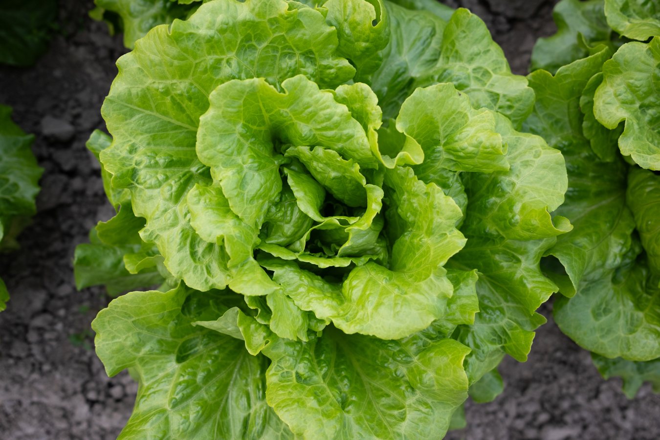 Food Safety Experts Share Their Strategies During Cyclospora Outbreak