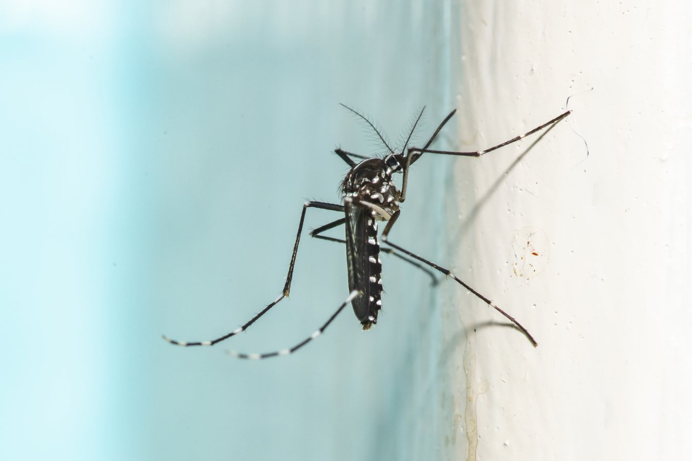 Mosquito Experts Warn of Common Summer Mistakes That Attract Pests