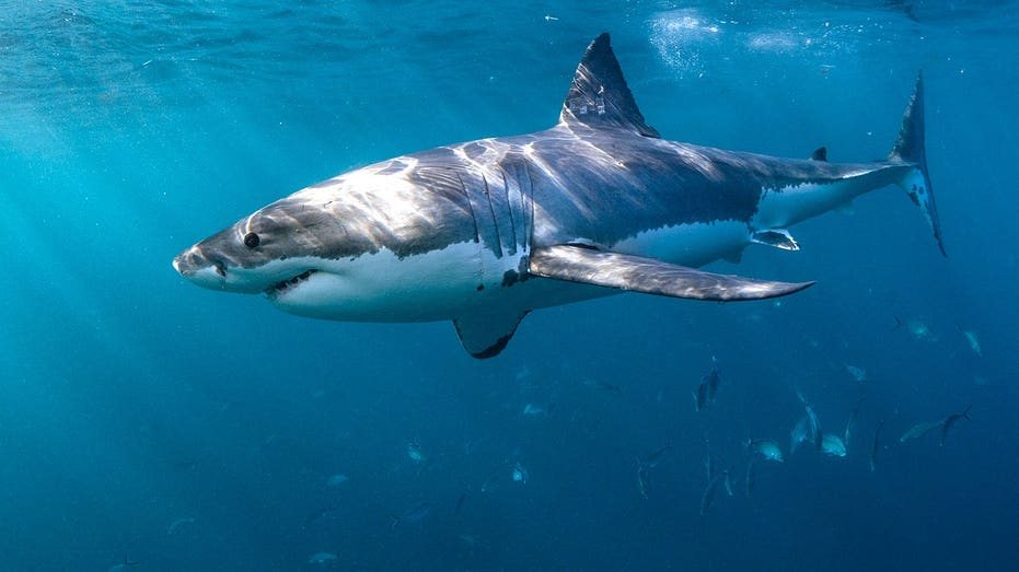 Experts offer six tips to reduce shark bite risk as summer shark activity rises