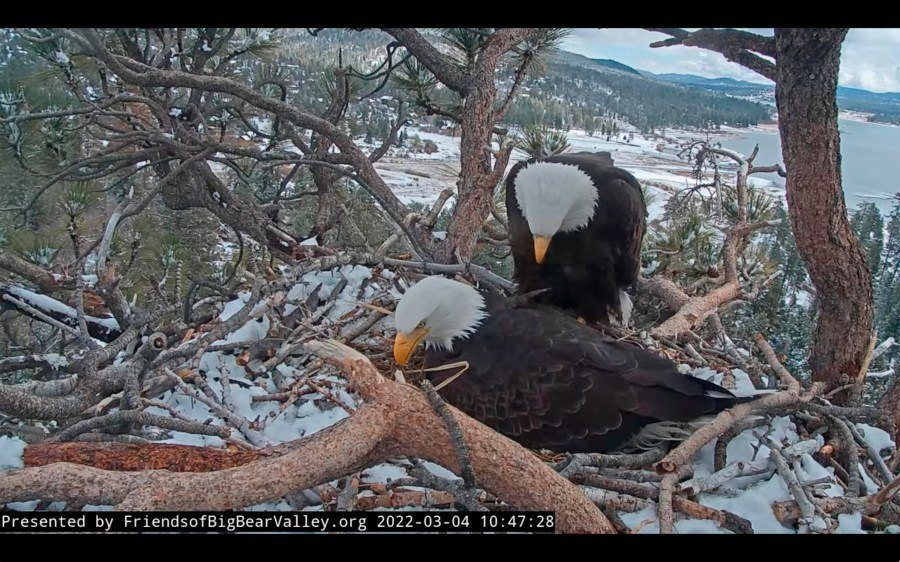 Jackie the Bald Eagle Shows Signs of Recovery After Rescue, Conservation Group Says