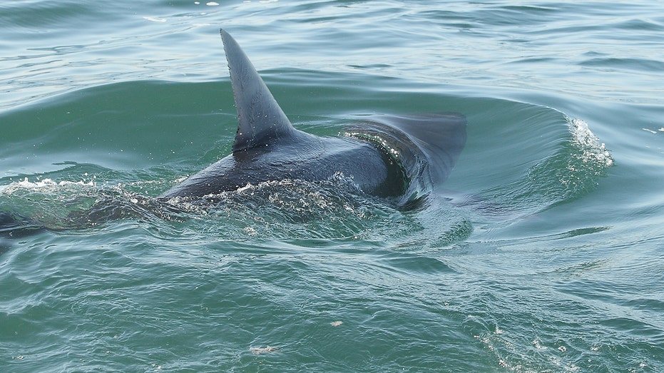 Shark Sightings Surge Along East Coast After Swimmer Bitten at Long Island Beach