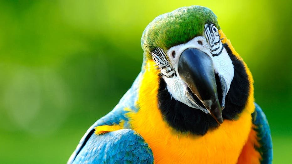 Parrot attacks players twice during Brazilian under-15 soccer match